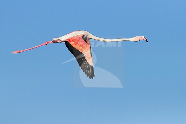 Greater Flamingo (Phoenicopterus roseus), side view of an adult in flight, Western Cape, South Africa stock-image by Agami/Saverio Gatto,