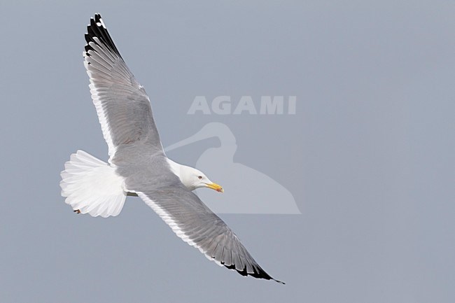 Gabbiano del Caspio; Steppe Gull; Larus cachinnans barabensis stock-image by Agami/Daniele Occhiato,