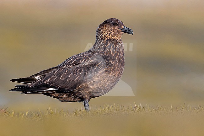 Great Skua (Catharacta skua) in breeding habitat on the arctic tundra of Iceland during early summer season. Standing on the ground, looking alert. stock-image by Agami/Daniele Occhiato,
