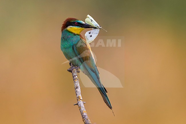 Bijeneter met vlinder, European Bee-eater with Butterfly stock-image by Agami/Daniele Occhiato,