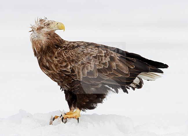 Zeearend adult zittend op sneeuw; White-tailed Eagle adult perched on snow stock-image by Agami/Markus Varesvuo,