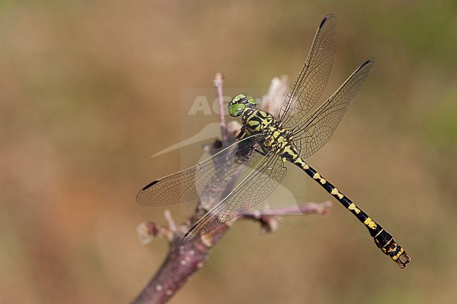 Imago Kleine tanglibel; Adult Small Pincertail; Adult Green-eyed Hooktail; stock-image by Agami/Fazal Sardar,
