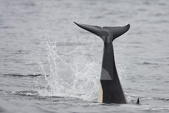 Duikende Orka die staartvin laat zien, Diving Killer whale showing its tail-fin stock-image by Agami/Martijn Verdoes,