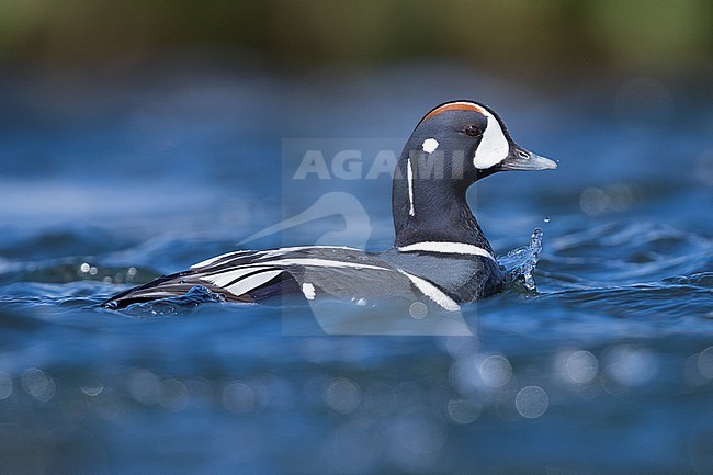 Harlequin Duck (Histrionicus histrionicus), adult male swimming in a river stock-image by Agami/Saverio Gatto,