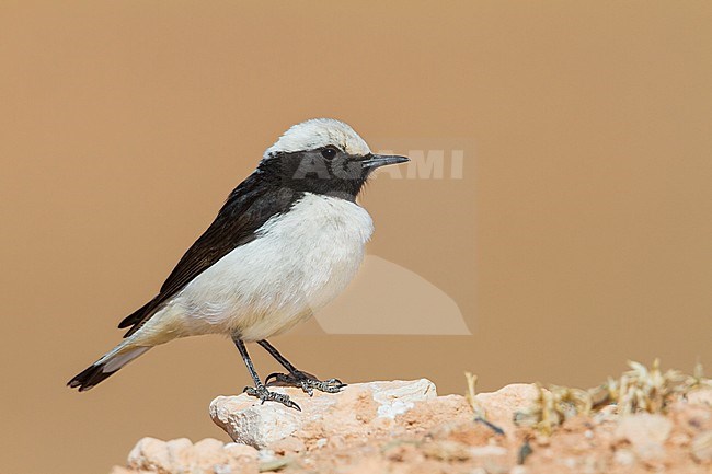 Maghreb Wheatear - Berbersteinschmätzer - Oenanthe halophila, Morocco, adult male stock-image by Agami/Ralph Martin,