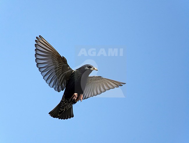 Spreeuw in de vlucht; Common Starling in flight stock-image by Agami/Markus Varesvuo,