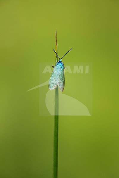 Metaalvlinder; Forester stock-image by Agami/Walter Soestbergen,