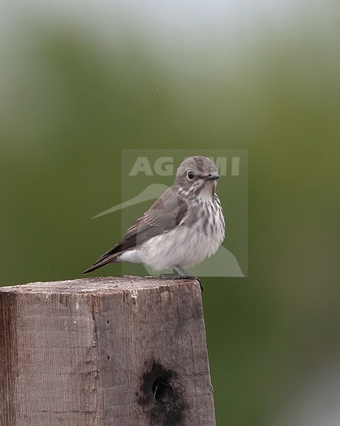 Grey-streaked Flycatcher (Muscicapa griseisticta), side view of bird perched on a pole against green background stock-image by Agami/Kari Eischer,