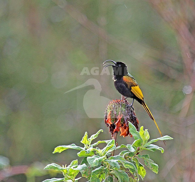 Golden-winged sunbird (Drepanorhynchus reichenowi) singing perched on a flower stock-image by Agami/Pete Morris,