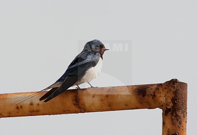 Boerenzwaluw zittend; Barn Swallow perched stock-image by Agami/Roy de Haas,