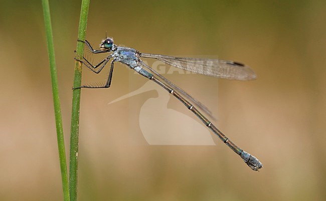 Imago Grote pantserjuffer; Adult Dark Spreadwing stock-image by Agami/Fazal Sardar,