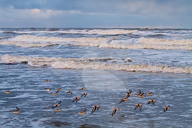 Drieteenstrandlopers in hun overwinteringsgebied; Sanderlings in their wintering habitat stock-image by Agami/Menno van Duijn,