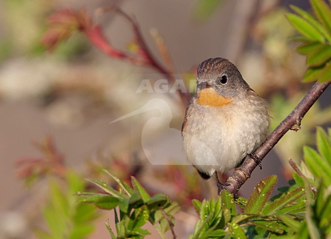 Volwassen mannetje Kleine Vliegenvanger; Adult male Red-breasted Flycatcher stock-image by Agami/Markus Varesvuo,