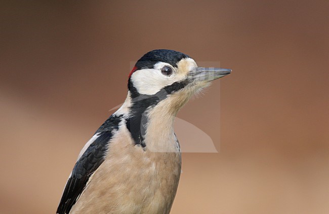 Grote bonte Specht beeldvullend; Great Spotted Woodpecker close-up stock-image by Agami/Reint Jakob Schut,
