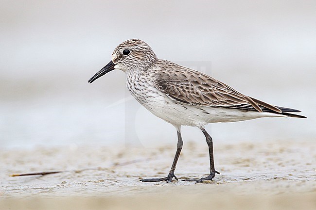 Adult non-breeding
Galveston Co., TX
April 2012 stock-image by Agami/Brian E Small,