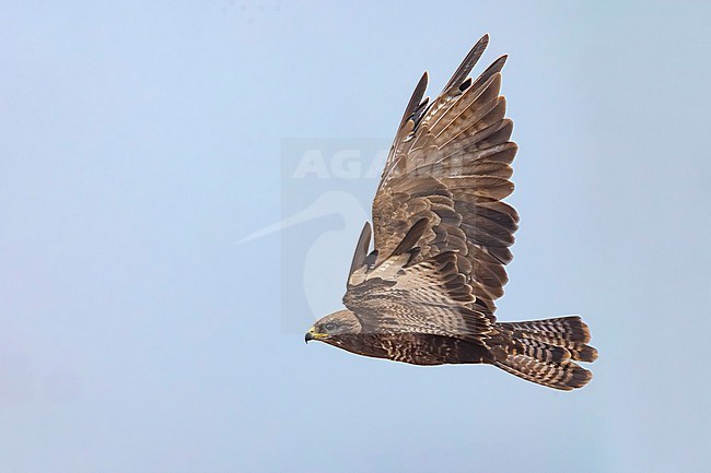 Common Buzzard, Buteo buteo, on Madeira, Portugal. stock-image by Agami/Daniele Occhiato,