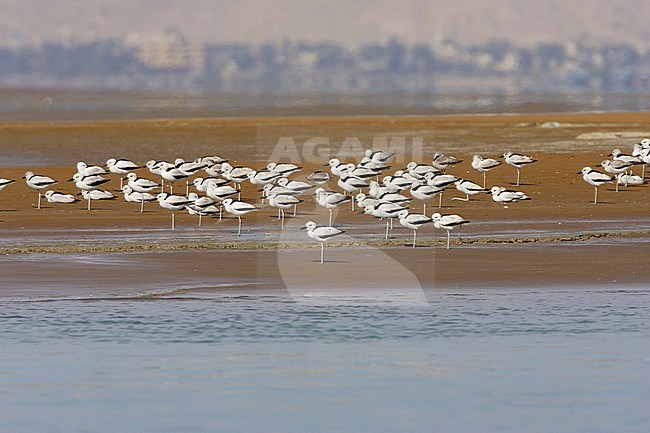 Crab Plover, Krabplevier, Dromas ardeola stock-image by Agami/Arie Ouwerkerk,