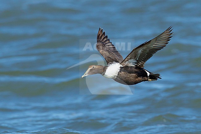 1st winter Dresser's Eider (Somateria mollissima dresseri) at sea off Ocean County, New Jersey, USA. Flying fast low over the sea surface. stock-image by Agami/Brian E Small,