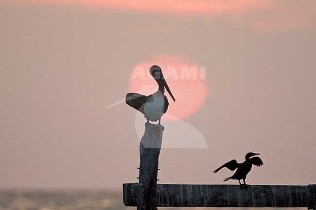 Bruine Pelikaan bij zonsondergang Mexico, Brown Pelican at sunset Mexico stock-image by Agami/Wil Leurs,