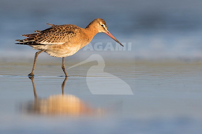 Black-tailed Godwit - Uferschnepfe - Limosa limosa ssp. limosa, Germany, 1st cy. stock-image by Agami/Ralph Martin,