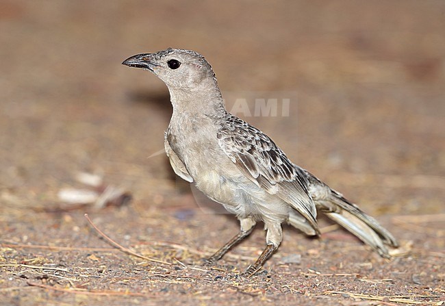 Great Bowerbird (Chlamydera nuchalis) at Cumberland in Queensland, Australia. stock-image by Agami/Aurélien Audevard,