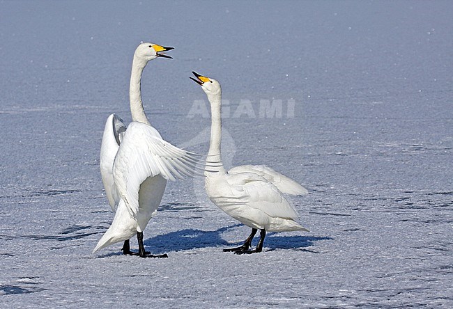 Wintering Whooper Swans (Cygnus cygnus) on Hokkaido, Japan stock-image by Agami/Pete Morris,