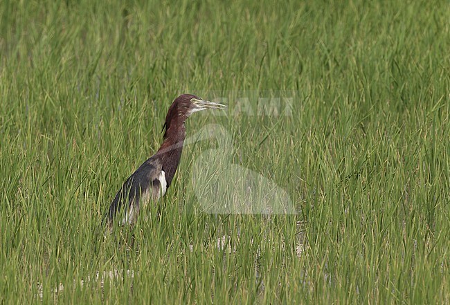 Chinese Pond Heron (Ardeola bacchus) in breeding plumage at Petchaburi, Thailand stock-image by Agami/Helge Sorensen,