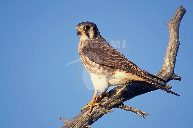 Adult female, Falco sparverius, in autumn.
Cape May Co., N.J.
Photographed in September. stock-image by Agami/Brian E Small,