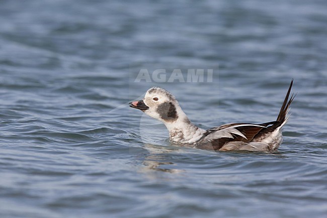 IJseend; Long-tailed Duck; Clangula hyemalis; stock-image by Agami/Chris van Rijswijk,