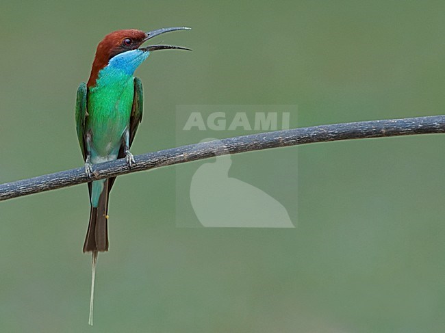 Roepende Maleise Bijeneter, Blue-throated Bee-eater calling stock-image by Agami/Alex Vargas,