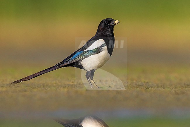 Eurasian Magpie, Pica pica, in Italy. stock-image by Agami/Daniele Occhiato,