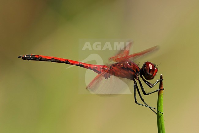 Mannetje Rode zonnewijzer, Male Trithemis arteriosa stock-image by Agami/Wil Leurs,