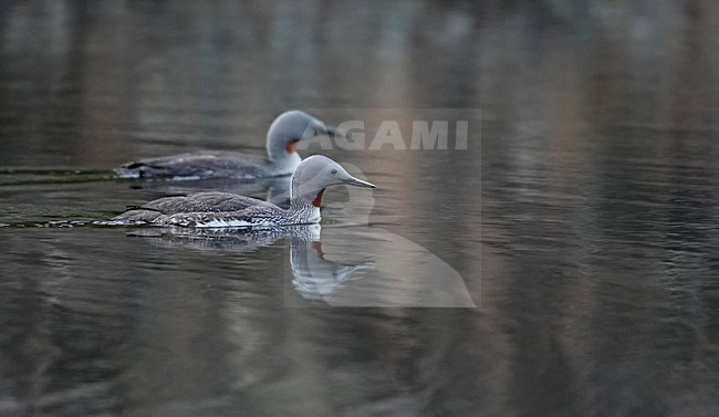 Paartje Roodkeelduikers; Pair of Red-throated Loon stock-image by Agami/Markus Varesvuo,