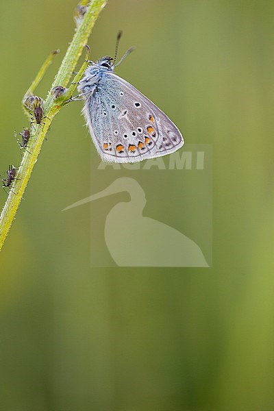 Detail van Icarusblauwtje, Closeup of Common Blue stock-image by Agami/Wil Leurs,