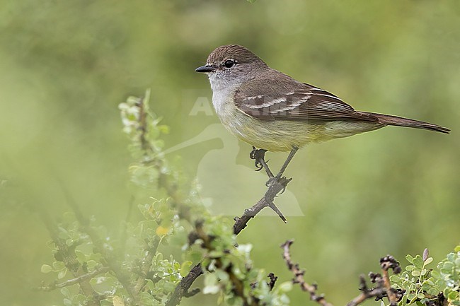 Southern Scrub Flycatcher (Sublegatus modestus) Perched on a branch in Argentina stock-image by Agami/Dubi Shapiro,