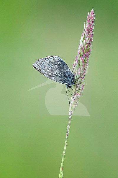 Icarusblauwtje; Common Blue; stock-image by Agami/Walter Soestbergen,