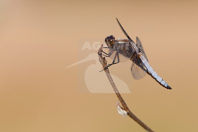 Imago Platbuik; Adult Broad-bodied Chaser; stock-image by Agami/Fazal Sardar,