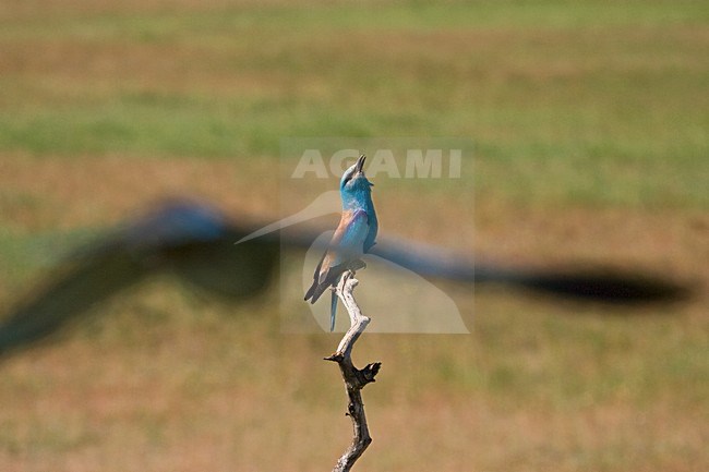 Scharrelaar op de uitkijk; European Roller on perch stock-image by Agami/Marc Guyt,