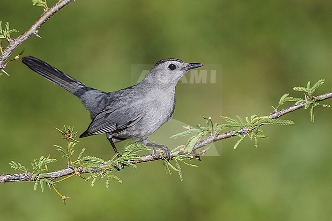 Adult
Galveston Co., TX
April 2012 stock-image by Agami/Brian E Small,