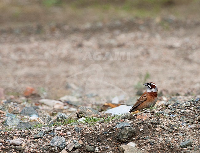 Weidegors, Meadow Bunting, Emberiza cioides castaneiceps stock-image by Agami/Marc Guyt,