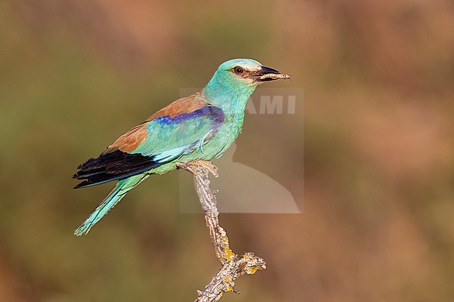 European Roller (Coracias garrulus), adult male with a caught Grasshopper, Campania, Italy stock-image by Agami/Saverio Gatto,