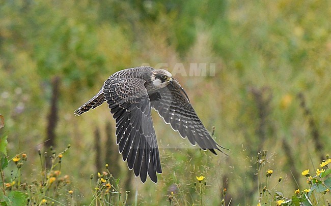 Juvenile Red-footed Falcon (Falco vespertinus) in flight., showing wings from above. Finland stock-image by Agami/Markku Rantala,