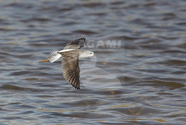 Poelruiter in vlucht; Marsh Sandpiper (Tringa stagnatilis) in flight stock-image by Agami/Tomi Muukkonen,