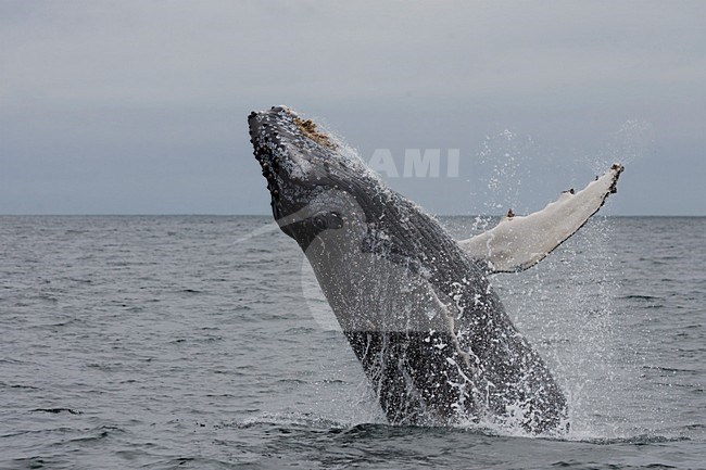 Springende Bultrug; Jumping Pacific Humpback stock-image by Agami/Martijn Verdoes,