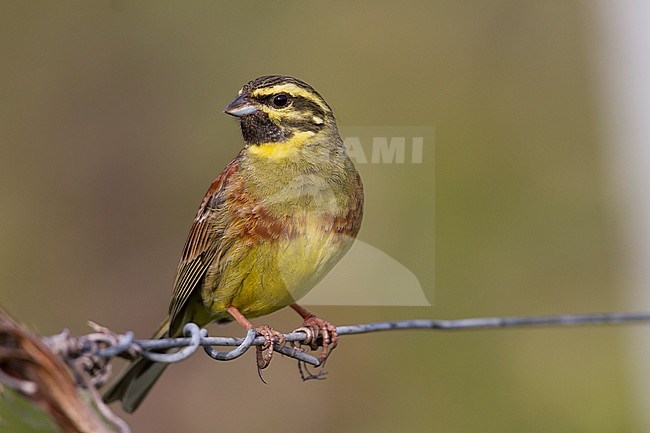 Adult male Cirl Bunting (Emberiza cirlus) in Germany. Sitting on wire from a fence. stock-image by Agami/Ralph Martin,