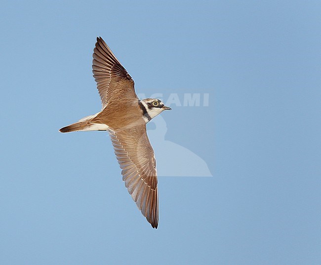Adult Little Ringed Plover (Charadrius dubius) in flight in the Netherlands. stock-image by Agami/Ran Schols,