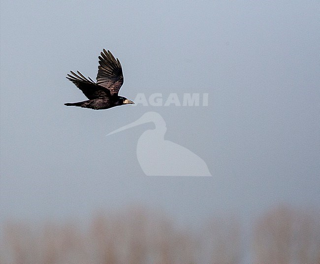Rook (Corvus frugilegus) in the Netherlands. stock-image by Agami/Marc Guyt,