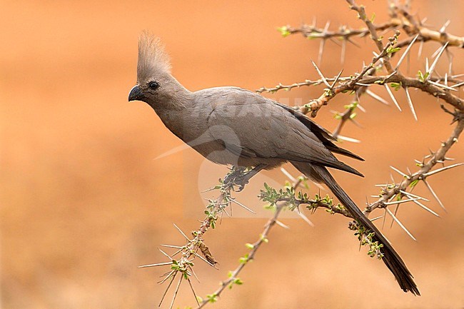 Grey Go-away-bird perched in a tree stock-image by Agami/Dubi Shapiro,