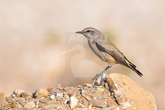 Persian Wheatear, Oenanthe chrysopygia, in Oman. Also known as red-tailed wheatear, rusty-tailed wheatear or Afghan wheatear stock-image by Agami/Sylvain Reyt,