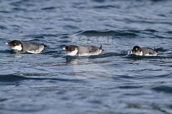 Ancient Murrelet (Synthliboramphus antiquus) swimming on the ocean near Victoria, BC, Canada. stock-image by Agami/Glenn Bartley,